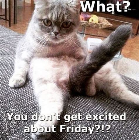 Friday Funny Crazycatlady Friday Humor Funny Friday Memes Funny