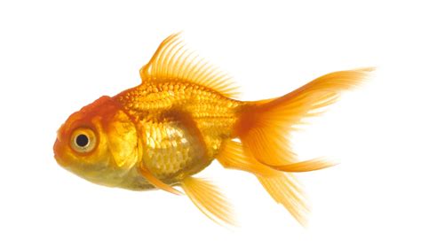 Golden Koi Fish Transparent Background Png Mart