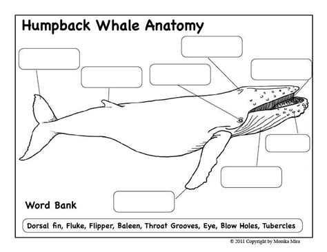 Humpback Whale Coloring And Activity Packet From Blossoming Little Minds
