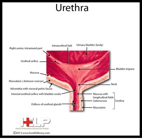 Urethra Reproductive System Medical Bladder