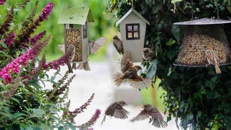 Comment Attirer Les Oiseaux Dans Son Jardin