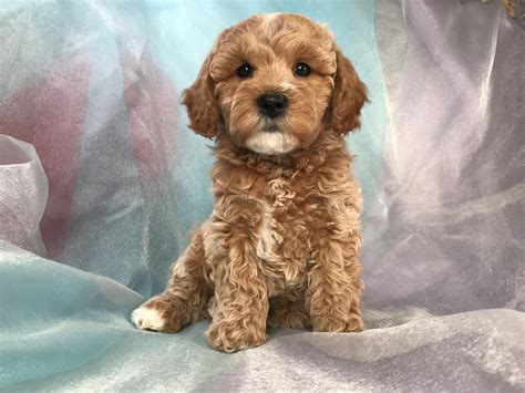 Buff And Apricot Cockapoo Puppies For Sale Joice Ia