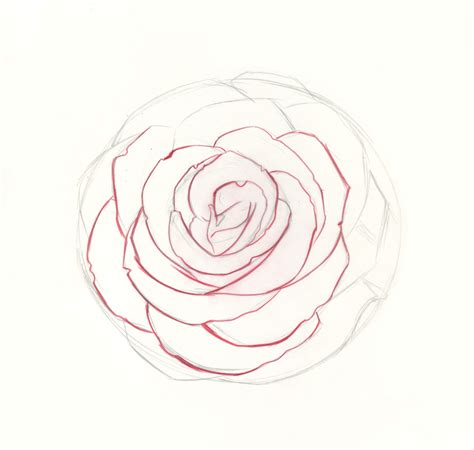 You just need a pen and a paper to start drawing a rose in 4. How to Draw Roses | An Easy and Complete Step-by-Step ...