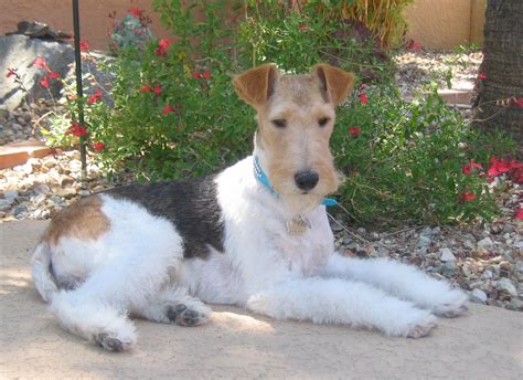 Wire Fox Terrier Pictures Information Temperament Characteristics