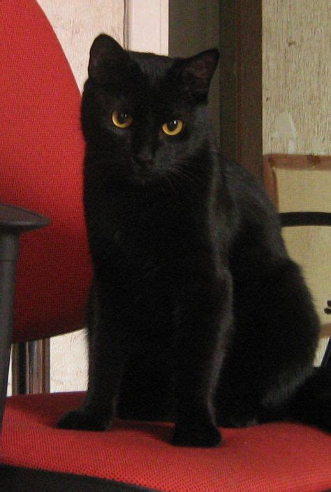 Longtime Good And Bad Superstitions About Black Cats