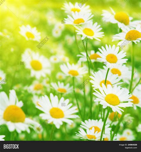 Field Daisies Sunny Image And Photo Free Trial Bigstock