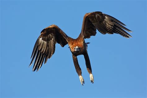 Biggest Eagle In The World Facts About Eagles