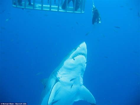 incredible moment 20ft great white shark tries to bite divers cage great white shark white