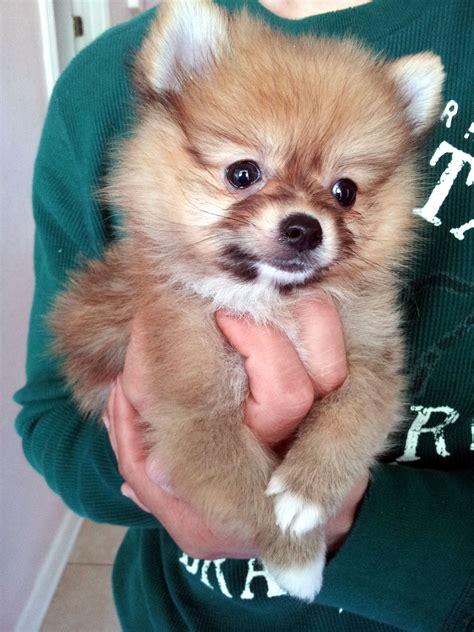 A Person Holding A Small Brown Dog In Their Hands And Wearing A Green