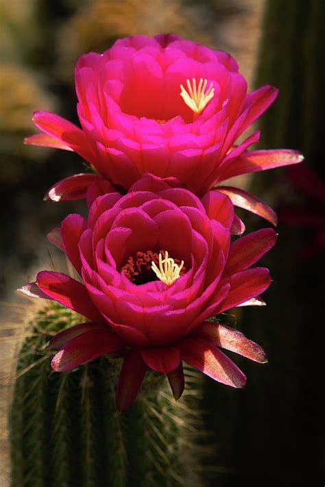 Hot Pink Torch Cactus Photograph By Saija Lehtonen Pixels