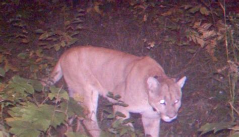 Michigan Dnr Confirms Presence Of Cougar In Houghton County Outdoorhub