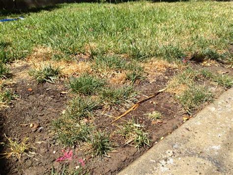 Repairing Bare Lawn Spots