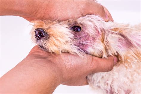 9 Steps To Treat Your Dogs Skin Yeast Infection Dr Dobias