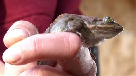 Bc Frogs Threatened As Animal Extinctions Are On The Rise Cbc News