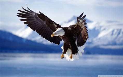 Eagles 4k Ultra Hd Wallpapers Top Free Eagles 4k Ultra Hd Backgrounds