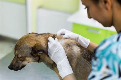 Pet Lumps And Bumps How Serious Are They Beverly Hills Veterinary