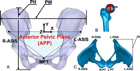 A The Anterior Pelvic Plane App Was Used For The Pelvic Coordinates