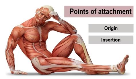 Meet Your Muscles The Points Of Attachment Origin And Insertion