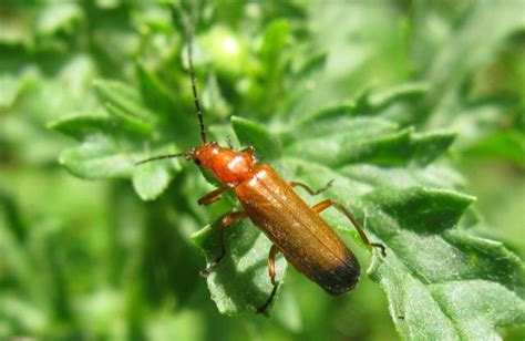 Common Red Soldier Beetle Rhagonycha Fulva Nen Gallery