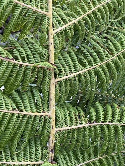 Photo Of Plant Silver Fern Tree Stock Photo Image Of Garden Ponga