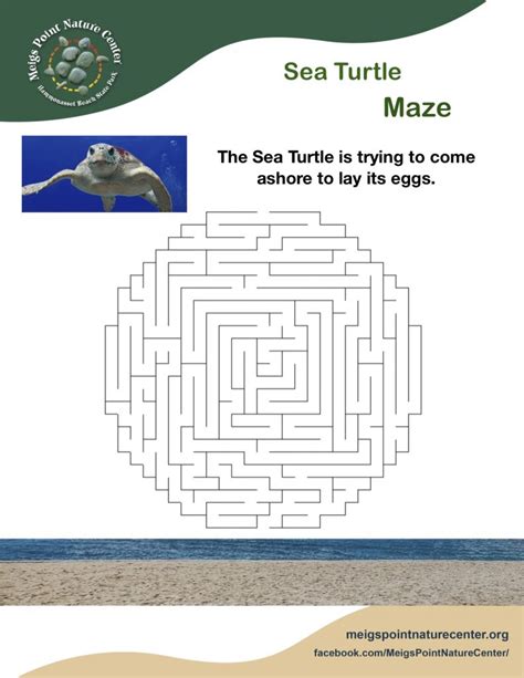 Sea Turtle Maze Meigs Point Nature Center