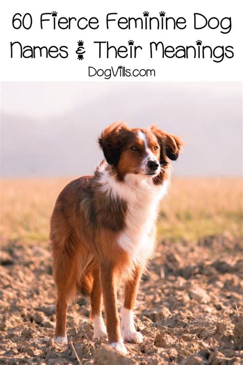 Popular dog names might not be perfect for +220 best dog names for golden retriever. 60 Fiercely Strong Female Dog Names and Meanings - DogVills