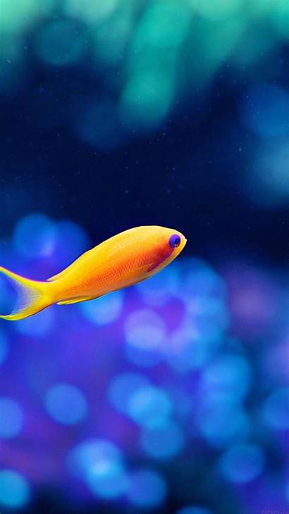 Fish Wallpapers Sea Ocean Animal Nature Vivo