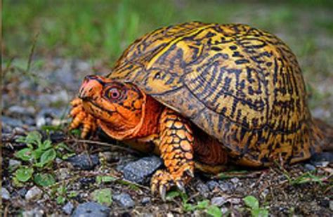 What You Should Know About Eastern Box Turtles Hubpages