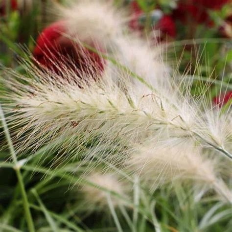 Pennisetum Alopecuroides Hameln Chinese Fountain Grass Middleton