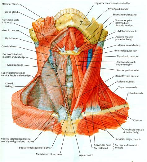 Human Neck Bones Anatomy Cuerpo Humano Anatomia Anatomia Musculos My
