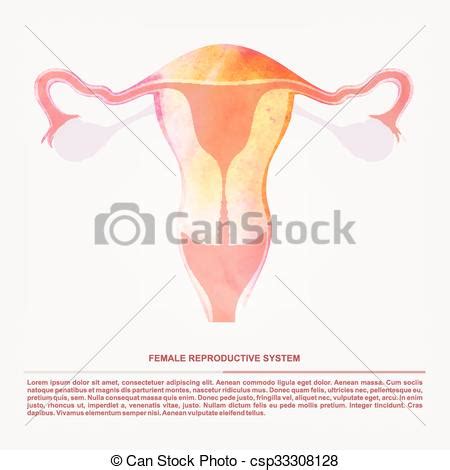 Vector Illustration Of Women S Sexual Reproductive Organ Illustration