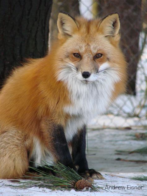 Foxes General Discussion Mlp Forums
