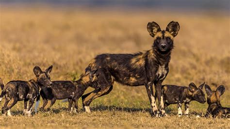 African Wild Dog Not The Hyena You Think It Is