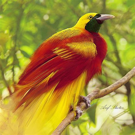 Showcase Of Brilliantly Colorful Birds Photography Cute Kids
