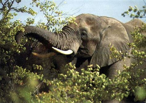 What you see here is also summertime. What Do Elephants Eat - Elephants Diet