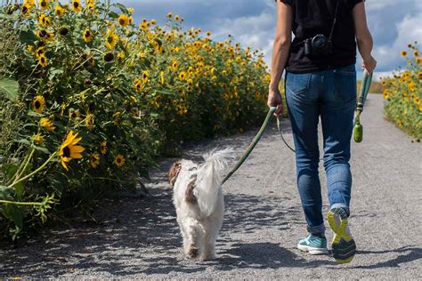 gassi gehen 5 tipps für die täglichen spaziergänge mit dem hund