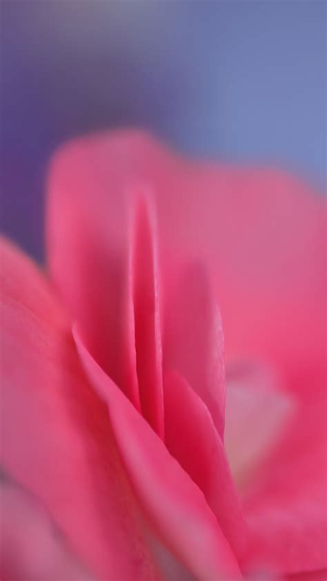 Rose Hd Wallpaper For Your Mobile Phone