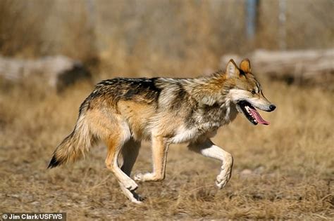 Mexican Gray Wolf Population In The Us Grew By 24 Percent In 2019 With
