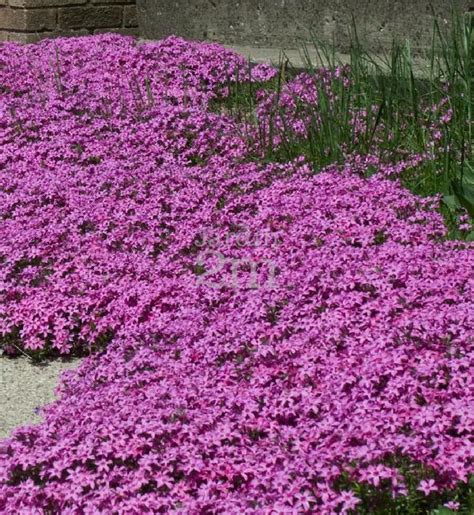 Vivaces Couvre Sol Croissance Rapide Fleur De Passion