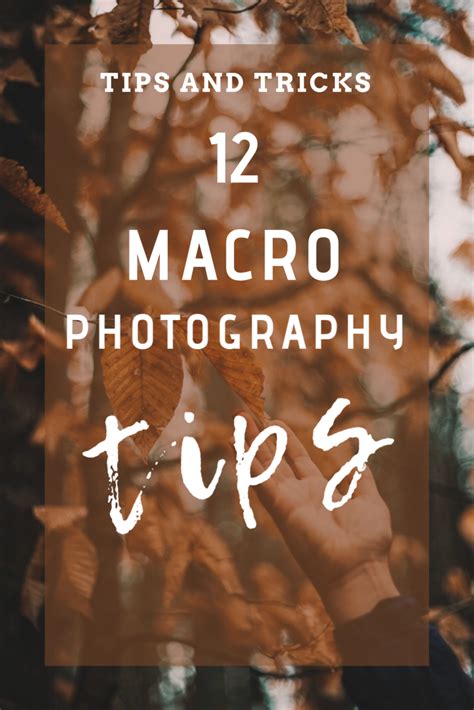 12 Macro Photography Tips Macro Photography Tips Macro Photography Macro Photography Tutorial
