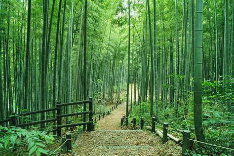As the lone survivor of a passenger jet crash, you find yourself in a mysterious forest battling to stay alive against a society of cannibalistic mutants. bamboo forest | Kyotogram