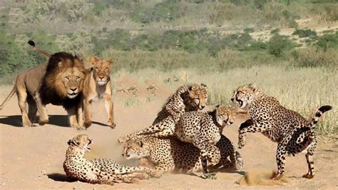 Do Lions Eat Cheetahs Here S What To Know