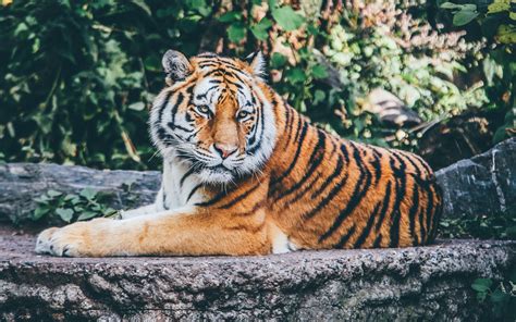 Zoo Tiger 4k Wallpapers Hd Wallpapers
