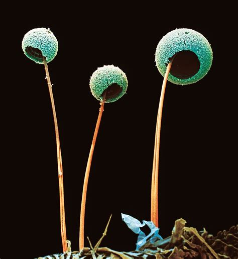 Botanical Life In Close Up In Pictures Fungi Art Fungi