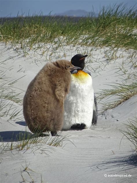 Pin Auf Pinguins