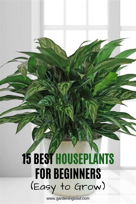 15 Best Houseplants For Beginners Easy To Grow Houseplants