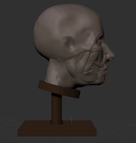 Man Head Anatomy 3d Print Model 3d Model 3d Printable Cgtrader