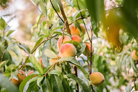 Learn The Secrets Of Growing Peach Trees Prunus Persica And You May