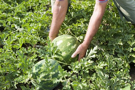 Harvesting Your Watermelons Food Gardening Network