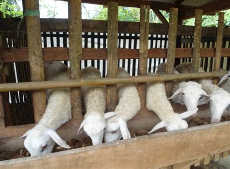 Maybe you would like to learn more about one of these? 14 Gambar Desain Kandang Kambing Bambu Panggung - Madani ...